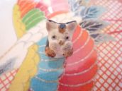 近幸について...